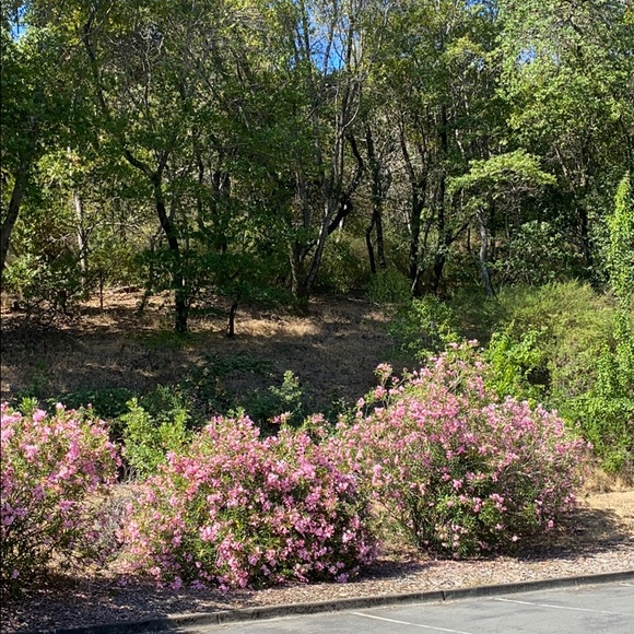 Meet your Posher, Hope - Picture 1 of 1